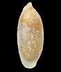 Image result for "volvulella Acuminata". Size: 88 x 104. Source: artfakta.se