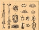 Afbeeldingsresultaten voor "sagitta Peruviana". Grootte: 138 x 104. Bron: dic.academic.ru