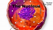 Afbeeldingsresultaten voor "nucula Nucleus". Grootte: 185 x 104. Bron: www.youtube.com