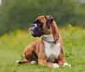 Image result for Boxer Dog. Size: 123 x 104. Source: petyfied.com