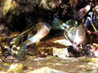 Résultat d’image pour "lipophrys Adriaticus". Taille: 139 x 104. Source: www.fishbase.se