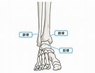 足の骨と関節 に対する画像結果.サイズ: 136 x 104。ソース: medicalnote.jp