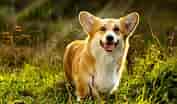 Image result for Welsh Corgi Pembroke. Size: 177 x 104. Source: be.chewy.com