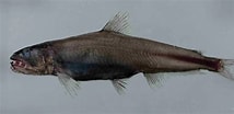 Image result for Odontostomops Normalops Familie. Size: 214 x 104. Source: fishesofaustralia.net.au