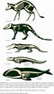 Afbeeldingsresultaten voor Evolution of Whales. Grootte: 60 x 104. Bron: www.evolutionevidence.org