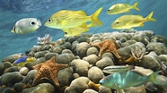 mida de Resultat d'imatges per a Aruba Tropical fish.: 186 x 104. Font: www.forbestravelguide.com