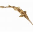 Image result for "pliotrema Warreni". Size: 107 x 104. Source: animaldiversity.org