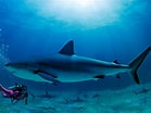 Image result for Moving Wallpapers, Sharks. Size: 139 x 104. Source: wallpapersafari.com