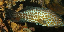 Image result for "epinephelus Haifensis". Size: 205 x 104. Source: www.picture-worl.org