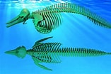Image result for dolfijn skelet. Size: 157 x 104. Source: www.youtube.com