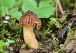 Image result for "codonellopsis Morchella". Size: 150 x 104. Source: ultimate-mushroom.com
