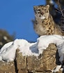 Snow Leopard के लिए छवि परिणाम. आकार: 92 x 104. स्रोत: www.treehugger.com