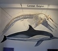 Image result for dolfijn skelet. Size: 118 x 104. Source: corkcoast.com