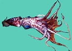 Afbeeldingsresultaten voor Enoploteuthidae. Grootte: 147 x 104. Bron: www.fon-fishing.com