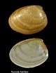 Afbeeldingsresultaten voor "nucula Hanleyi". Grootte: 80 x 104. Bron: www.marinespecies.org