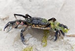 Image result for krabben soorten. Size: 152 x 104. Source: myanimals.com