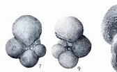 Afbeeldingsresultaten voor "hastigerina Pelagica". Grootte: 168 x 104. Bron: www.marinespecies.org