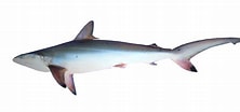 Image result for "carcharhinus Sorrah". Size: 222 x 104. Source: shark-references.com