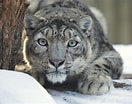 Résultat d’image pour Snow Leopards. Taille: 132 x 104. Source: blog.mystart.com
