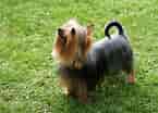 Billedresultat for Silky Terrier. størrelse: 145 x 104. Kilde: www.dog-learn.com