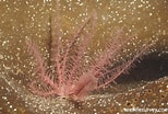 Afbeeldingsresultaten voor "lysilla Loveni". Grootte: 154 x 104. Bron: reeflifesurvey.com
