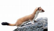 Afbeeldingsresultaten voor Stoat animal. Grootte: 179 x 104. Bron: www.dkfindout.com