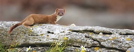 Image result for Stoat animal. Size: 266 x 104. Source: www.vincentwildlife.ie