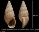 Image result for "rissoa Membranacea". Size: 127 x 104. Source: www.marinespecies.org