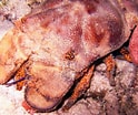 Image result for Scyllarides aequinoctialis Habitat. Size: 124 x 104. Source: reefguide.org