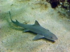 Image result for "mustelus Asterias". Size: 140 x 104. Source: www.pinterest.com