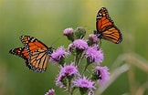 Image result for Butterflies. Size: 162 x 104. Source: blogs.mercurynews.com