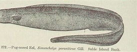 Image result for Simenchelys parasitica Kenmerken. Size: 274 x 104. Source: picryl.com