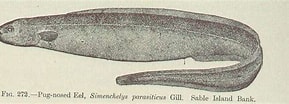 Image result for Simenchelys parasitica Gedrag. Size: 289 x 104. Source: picryl.com