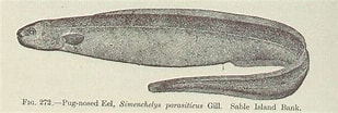 Image result for Simenchelys parasitica Stam. Size: 309 x 104. Source: picryl.com