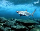 Image result for Moving Wallpapers, Sharks. Size: 136 x 104. Source: wallpapersafari.com