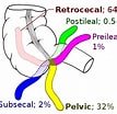 Afbeeldingsresultaten voor Peristedion Anatomie. Grootte: 107 x 104. Bron: en.wikipedia.org