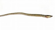 Image result for Echelus myrus Familie. Size: 190 x 104. Source: www.ilmaredamare.com