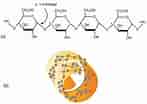 Starch and Cellulose Structure 的图像结果.大小：147 x 104。 资料来源：chem.libretexts.org