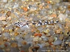 Image result for "pomatoschistus Marmoratus". Size: 139 x 104. Source: doris.ffessm.fr