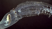 Image result for Bolitaenidae. Size: 184 x 104. Source: www.realmonstrosities.com