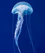 Image result for Polycirrus medusa Geslacht. Size: 89 x 104. Source: www.grazia.fr