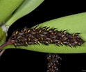Image result for "paraphronima Crassipes". Size: 124 x 104. Source: www.hortusorchis.org