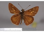 Afbeeldingsresultaten voor "leucon Pallidus". Grootte: 140 x 104. Bron: www.butterfliesofamerica.com