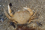 Image result for "liocarcinus Depurator". Size: 157 x 104. Source: freenatureimages.eu