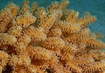Image result for Zachte koralen Lijst. Size: 148 x 104. Source: nl.dreamstime.com