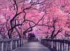 mida de Resultat d'imatges per a cerezos en flor Sakura.: 143 x 104. Font: reaction.life
