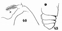 Image result for "pleuromamma Abdominalis". Size: 209 x 104. Source: copepodes.obs-banyuls.fr