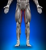 Image result for Musculus Gracilis Slagader. Size: 96 x 104. Source: www.innercircle.roxstarfitness.com