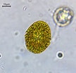 Image result for "gymnodinium Sanguineum". Size: 108 x 104. Source: www.inaturalist.org