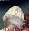 Image result for "emarginula Rosea". Size: 97 x 104. Source: www.underwaterkwaj.com